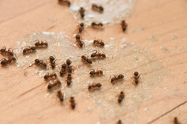 Best Exterminator Services  in Columbus, MT